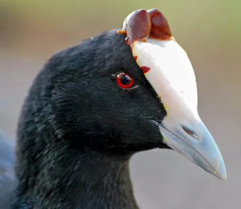 red-knobbed coot: a bird of species Fulica cristata, principally of Africa