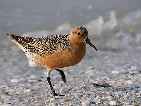 red knot: any of species Calidris canutus of wading birds
