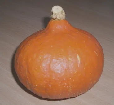 red kuri squash: a thin skinned orange colored winter squash, cultivar of species Cucurbita maxima