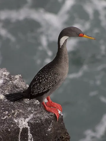 red-legged cormorant: any gray cormorant of the species Poikilocarbo gaimardi which resides primarily along the...