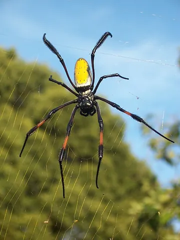 red-legged golden orb-weaver spider: a spider of species Nephila inaurata, of southern and eastern Africa, Madagascar, and Indian Ocean...