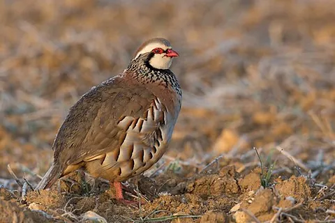 red-legged partridge: any partridge of species Alectoris rufa