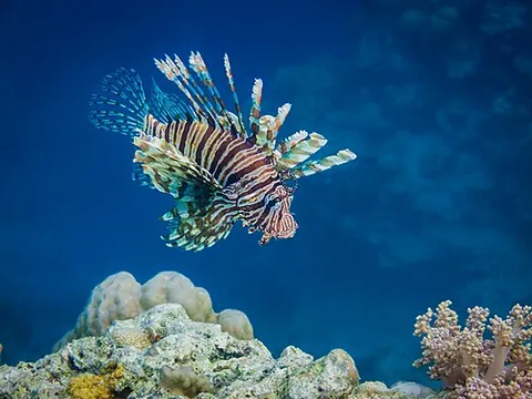 red lionfish: a highly venomous lionfish of the species Pterois volitans, native to the Indo-Pacific and invasive...