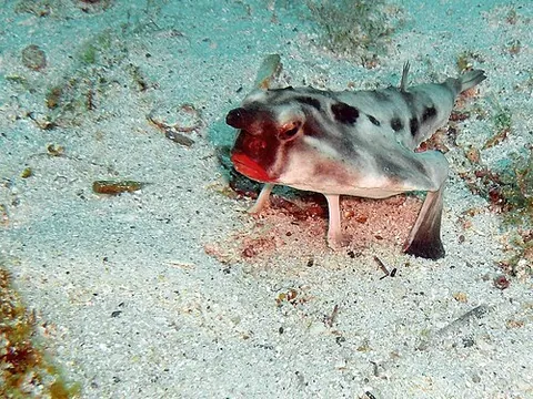 red-lipped batfish: a variety of batfish, Ogcocephalus darwini, native to the Galapagos Islands and Peru, which is...