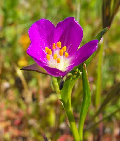 red maids: an annual wildflower native to western North America, Calandrinia ciliata, whose seeds were highly...