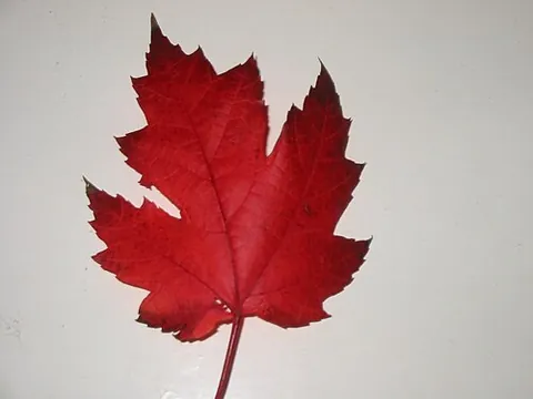 red maple: a tree of the species Acer rubrum