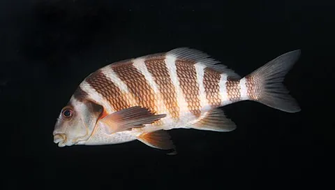 red moki: cheilodactylus spectabilis, a species of Australo-Zealandic moki fish