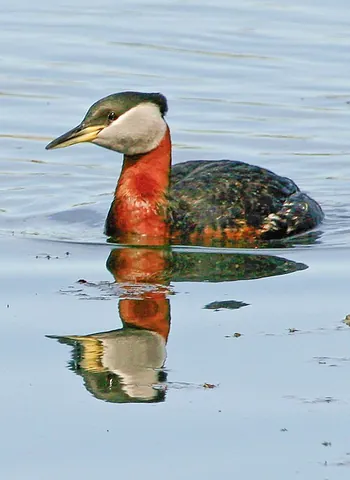 red-necked grebe: podiceps grisegena, a migratory aquatic bird found in the temperate regions of the northern...