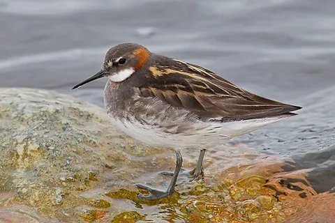 red-necked phalarope: a type of small wader, (Phalaropus lobatus)