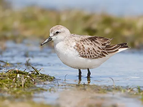 red-necked stint: a type of sandpiper, (Calidris ruficollis)