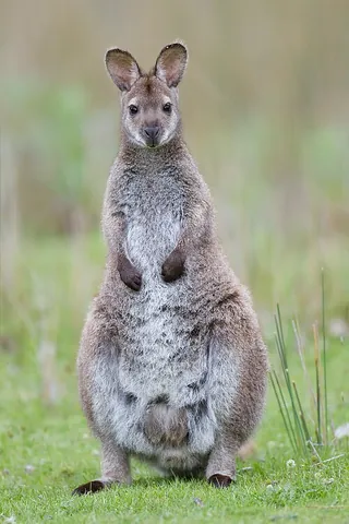 red-necked wallaby: notamacropus rufogriseus, a species of wallaby