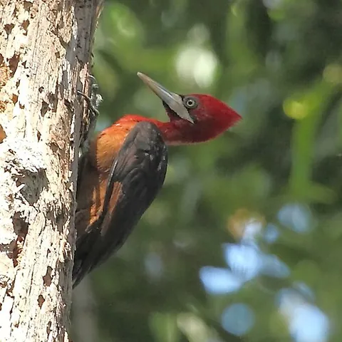 red-necked woodpecker: a woodpecker native to South America, Campephilus rubricollis