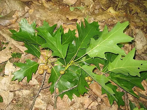 red oak: an oak tree with wood of a red tint, with leaves that have pointed lobes, Quercus rubra, native to...