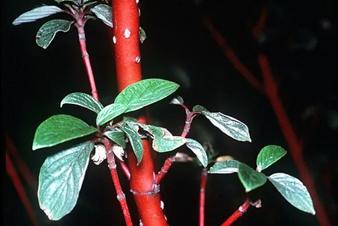 red osier dogwood: a dogwood shrub of species Cornus sericea, native to northern North America