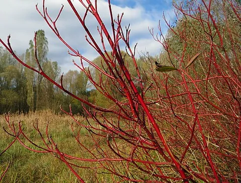 red osier: a dogwood shrub of species Cornus sericea, native to much of North America, used for basketry