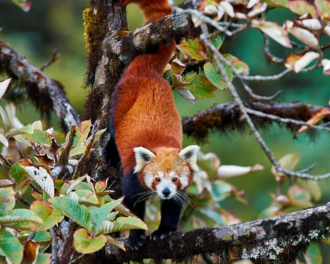 red panda: any of the species Ailurus fulgens of omnivorous mammals, native to the Himalayas and eastern Asia,...