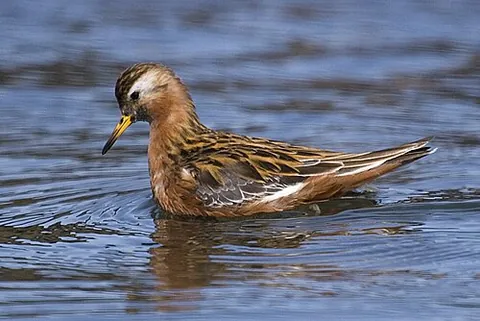 red phalarope: the phalarope Phalaropus fulicarius, in its summer breeding plumage. Compare grey phalarope