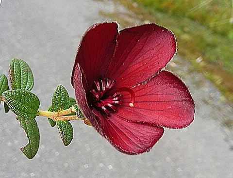 red princess flower: chaetogastra grossa (also identified as Tibouchina grossa), a species of chaetogastran melastome