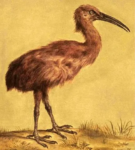 red rail: a bird of the extinct species †Aphanapteryx bonasia, from the family Rallidae, formerly endemic to...
