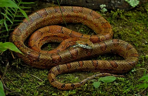 red rat snake: synonym of corn snake (Pantherophis guttatus)
