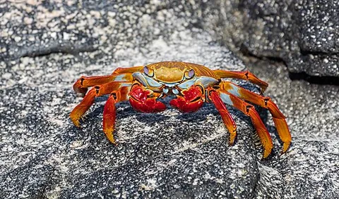 red rock crab: cancer productus, common along the western coast of North America