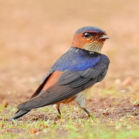 red-rumped swallow: cecropis daurica, a small passerine bird in the swallow family
