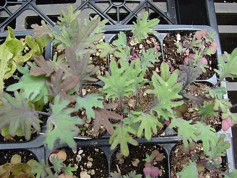 red russian kale: a certain form of Russian kale, of a variety Brassica oleracea var. viridis