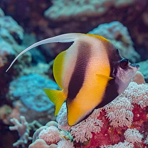 red sea bannerfish: a fish, Heniochus intermedius