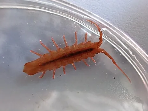red seaweed isopod: euidotea durvillei, a species of marine isopod found in New Zealand, reaching to about 30...