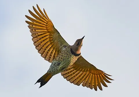 red-shafted flicker: any of certain subspecies of the northern flicker (Colaptes auratus)