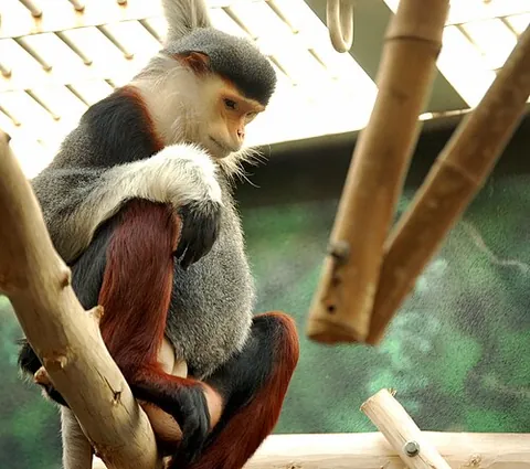 red-shanked douc: a colorful Southwest Asian monkey, Pygathrix nemaeus
