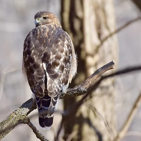 red-shouldered hawk: a medium-sized hawk native to North America, of species Buteo lineatus