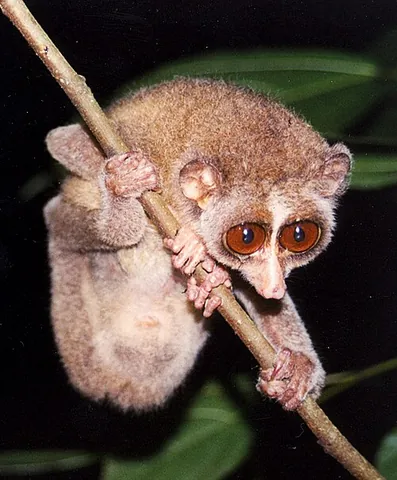 red slender loris: loris tardigradus, a species of slender lorises
