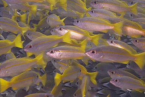 red snapper: any of several Atlantic foodfishes, of the genus Lutjanus, that have reddish bodies