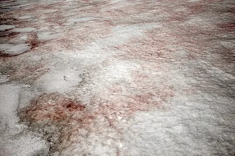 red snow: synonym of watermelon snow