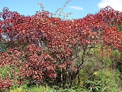 red spurge: a type of shrubby tree of species Euphorbia cotinifolia, native to Central and South America and...