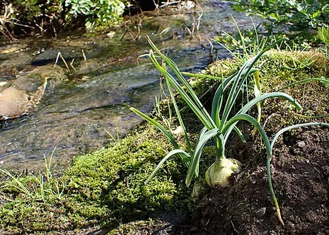 red squill: a flowering plant, Drimia maritima, native to Mediterranean lands, used medicinally and as a rat...