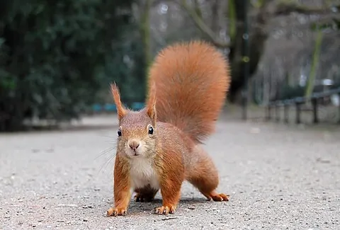 red squirrel: sciurus vulgaris (Eurasian red squirrel), common in Europe and Asia
