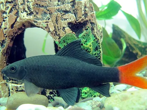 red-tailed black shark: a species of cyprinid; Epalzeorhynchos bicolor
