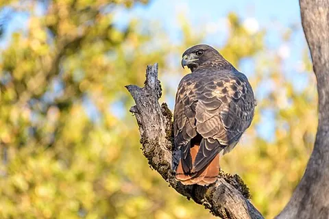 red-tailed hawk: buteo jamaicensis, a medium-sized bird of prey found throughout North America
