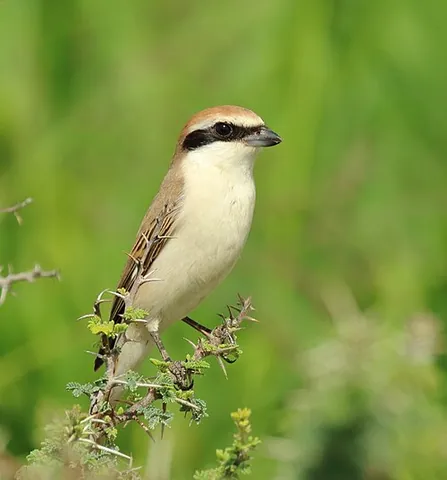 red-tailed shrike: lanius phoenicuroides, a member of the shrike family (Laniidae). It was formerly considered...