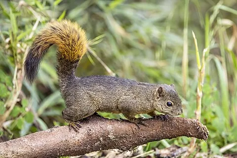 red-tailed squirrel: a species of tree squirrel native to Central and South America, Sciurus granatensis