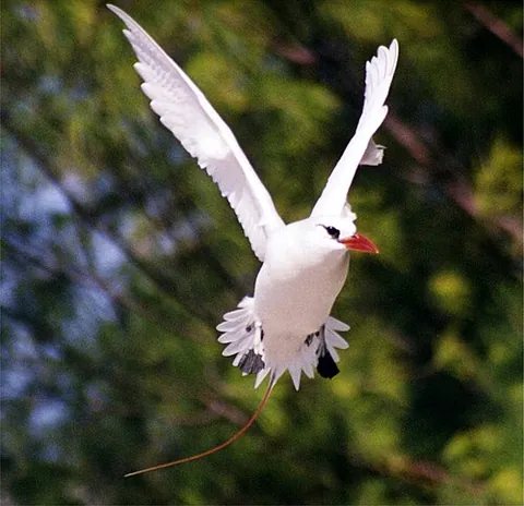 red-tailed tropicbird: a species of tropicbird native to the Indian and Pacific Oceans, Phaethon rubricauda