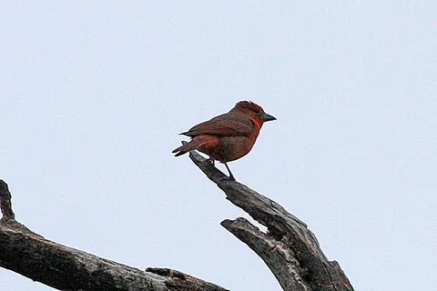 red tanager: a species of tanager with red plumage; an individual thereof