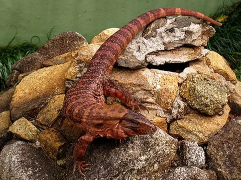 red tegu: a species of tegu lizard, Salvator rufescens, native to western Argentina, Bolivia and Paraguay