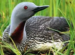 red-throated diver: any of species Gavia stellata, the smallest member of the loon or diver family, breeding in...