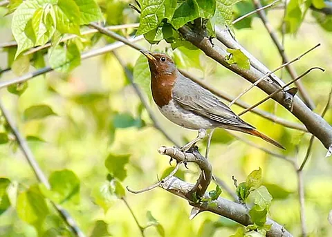 red-throated thrush: turdus ruficollis, a Palearctic thrush