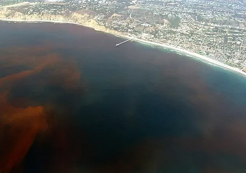 red tide: an algal bloom of sufficient quantity to cause discoloration (often red) in a body of water; red...