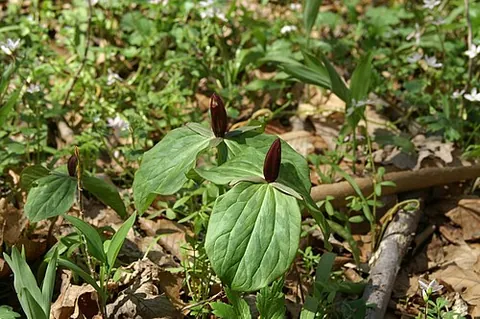 red toad trillium: a flowering plant of species Trillium sessile, native to the midwestern United States, with more...