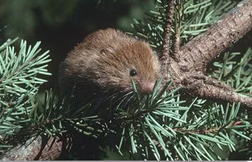 red tree vole: a vole of the species Arborimus longicaudus, found in the US states of Oregon and California